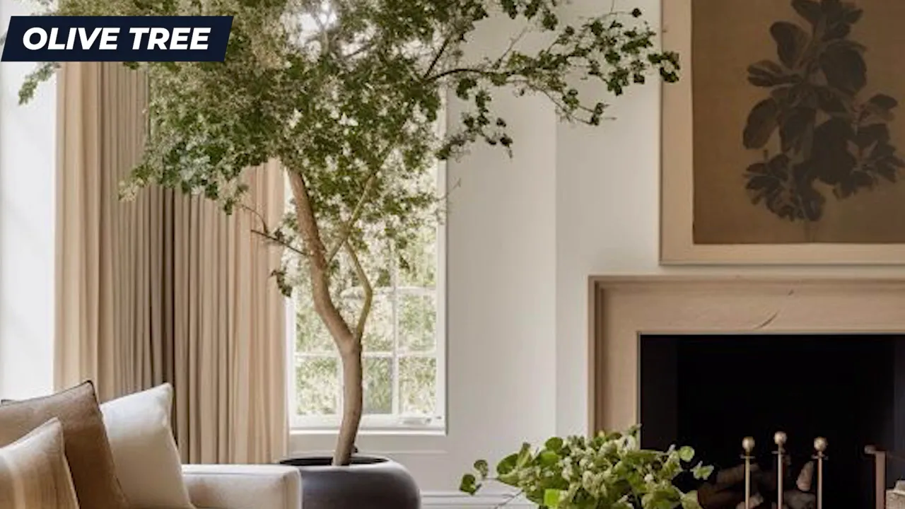 Olive tree in a living room corner with warm neutral styling