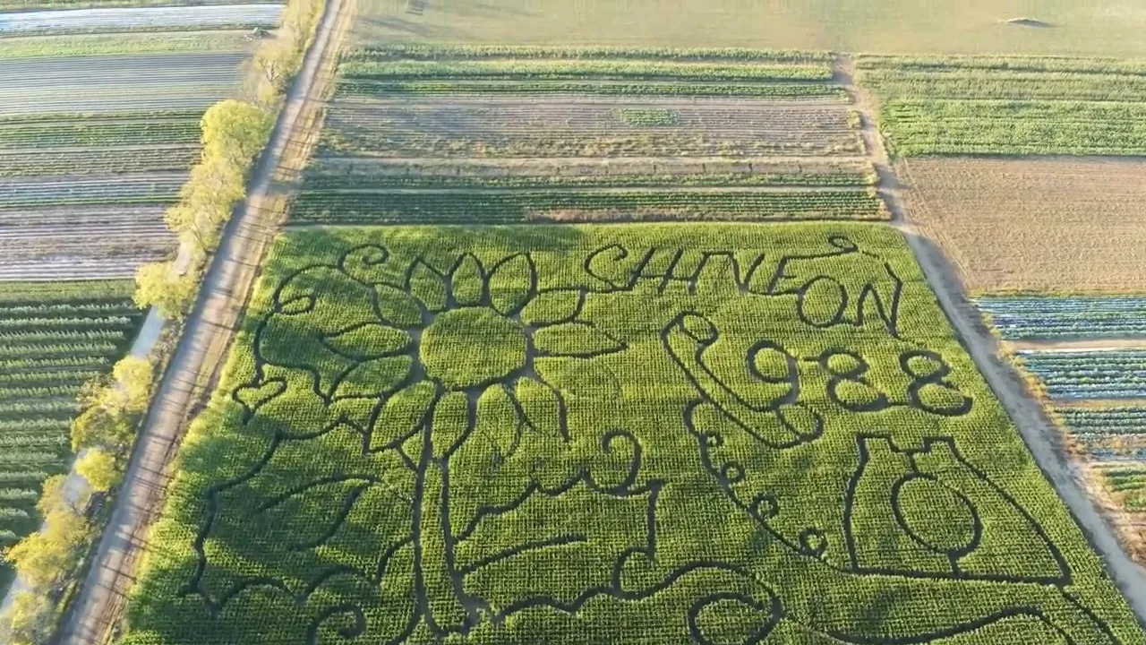 Aerial view of large corn maze cut into a farm field