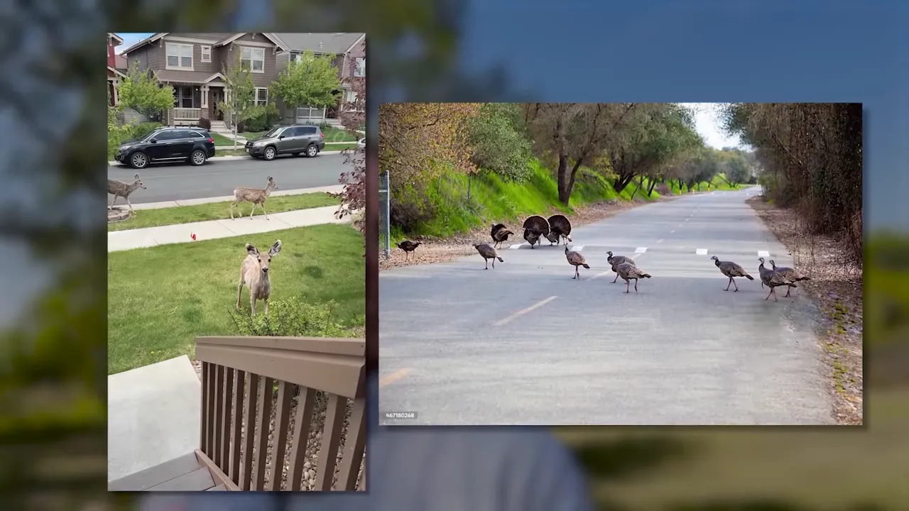Wild turkeys and deer near a residential neighborhood and road in Parker, Colorado