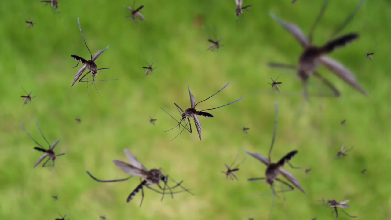 Several mosquitoes flying against a green background