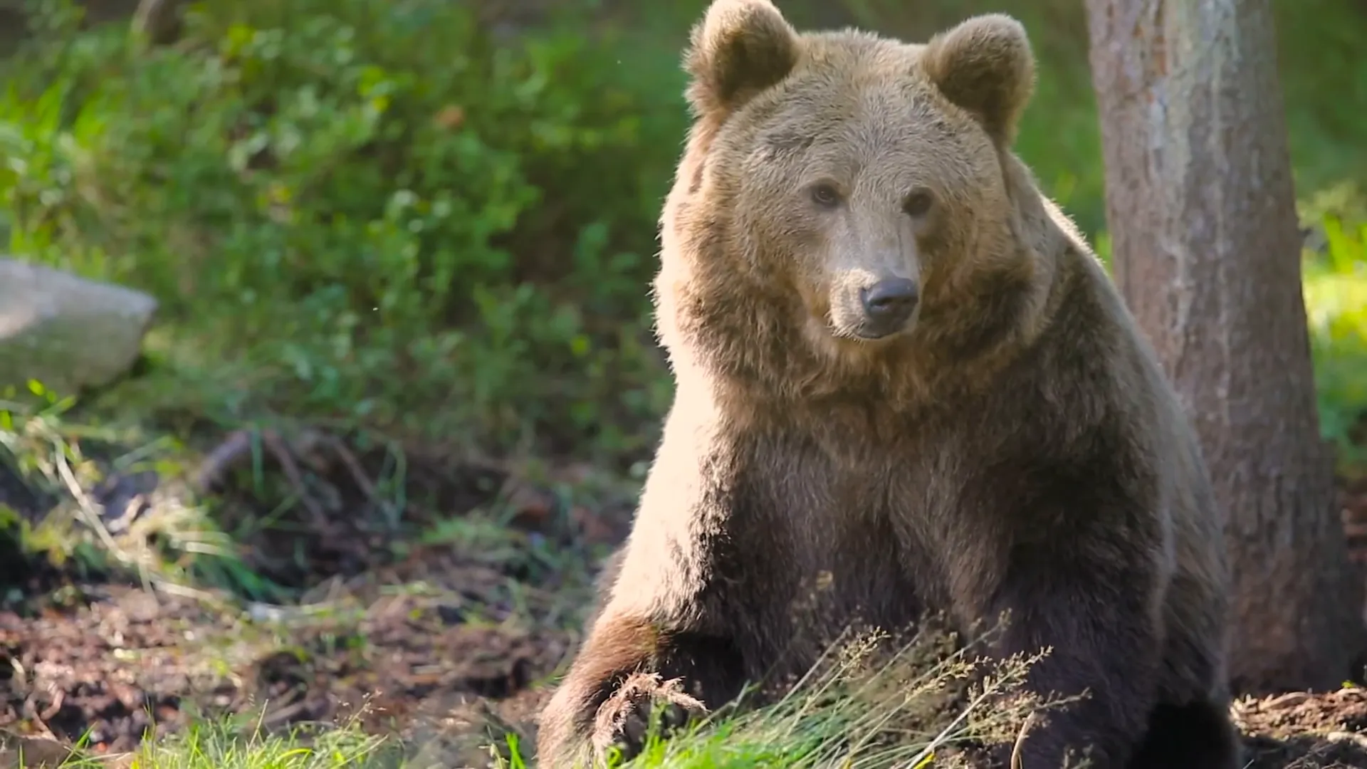 Bear sighting in Asheville's natural surroundings