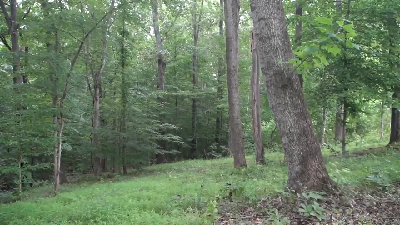 Wooded backyard with grassy slope, mature trees, and shaded forest area