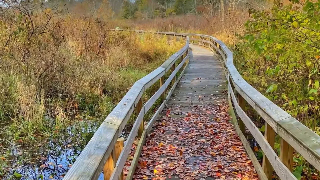 Leaf-covered walking path on a boardwalk through wooded area
