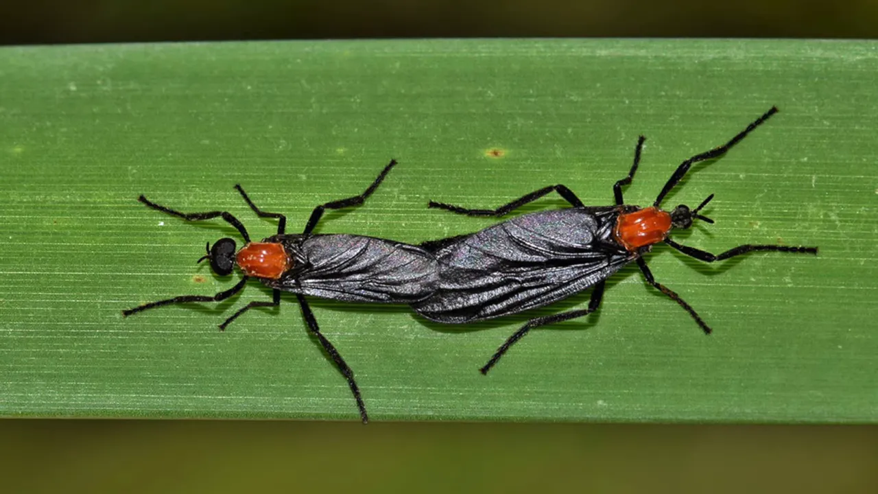 Lovebugs on windshield
