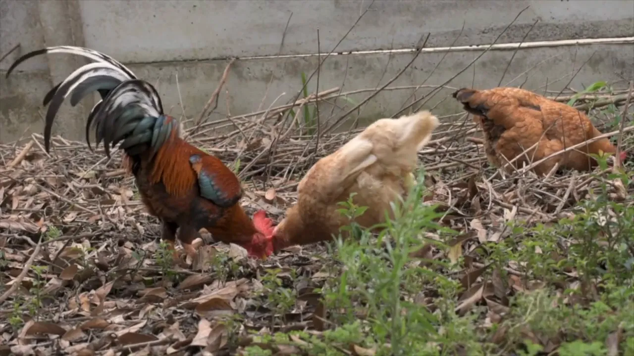 Rooster and hens pecking on the ground beside a concrete wall