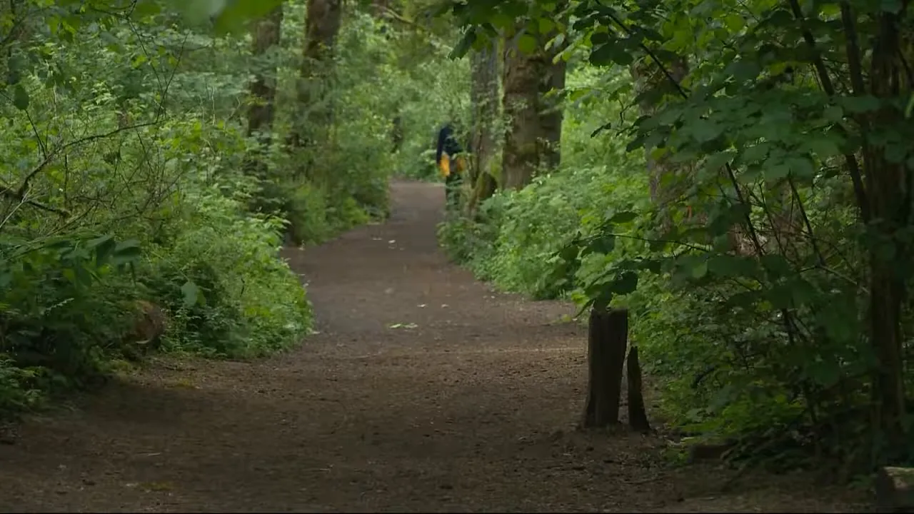 Wooden boardwalk surrounded by dense green forest