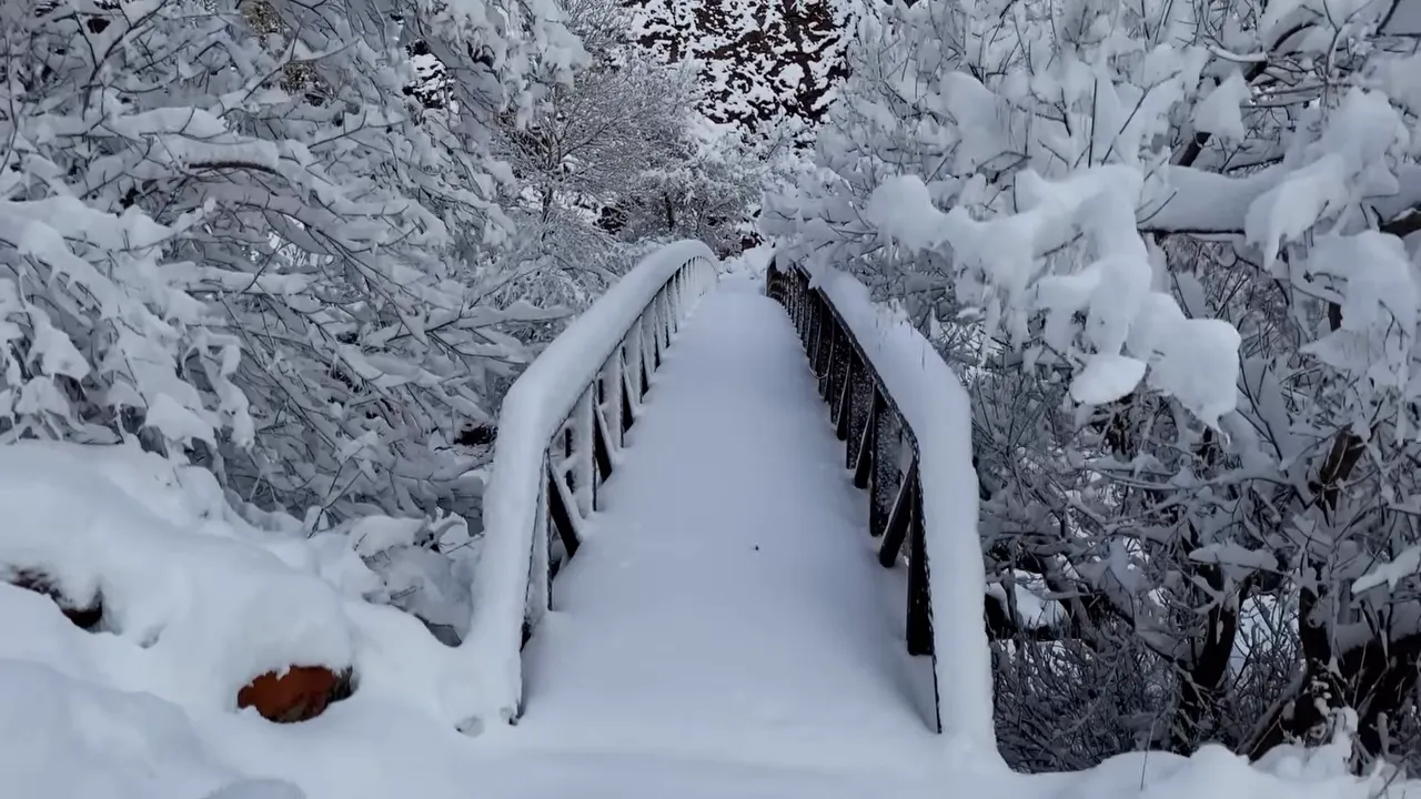 snow covered footbridge surrounded by heavily snow laden trees