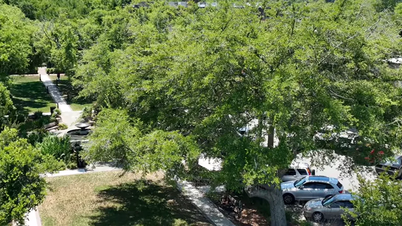 Mature oak trees and neighborhood streetscape in Old Summerville, Summerville SC