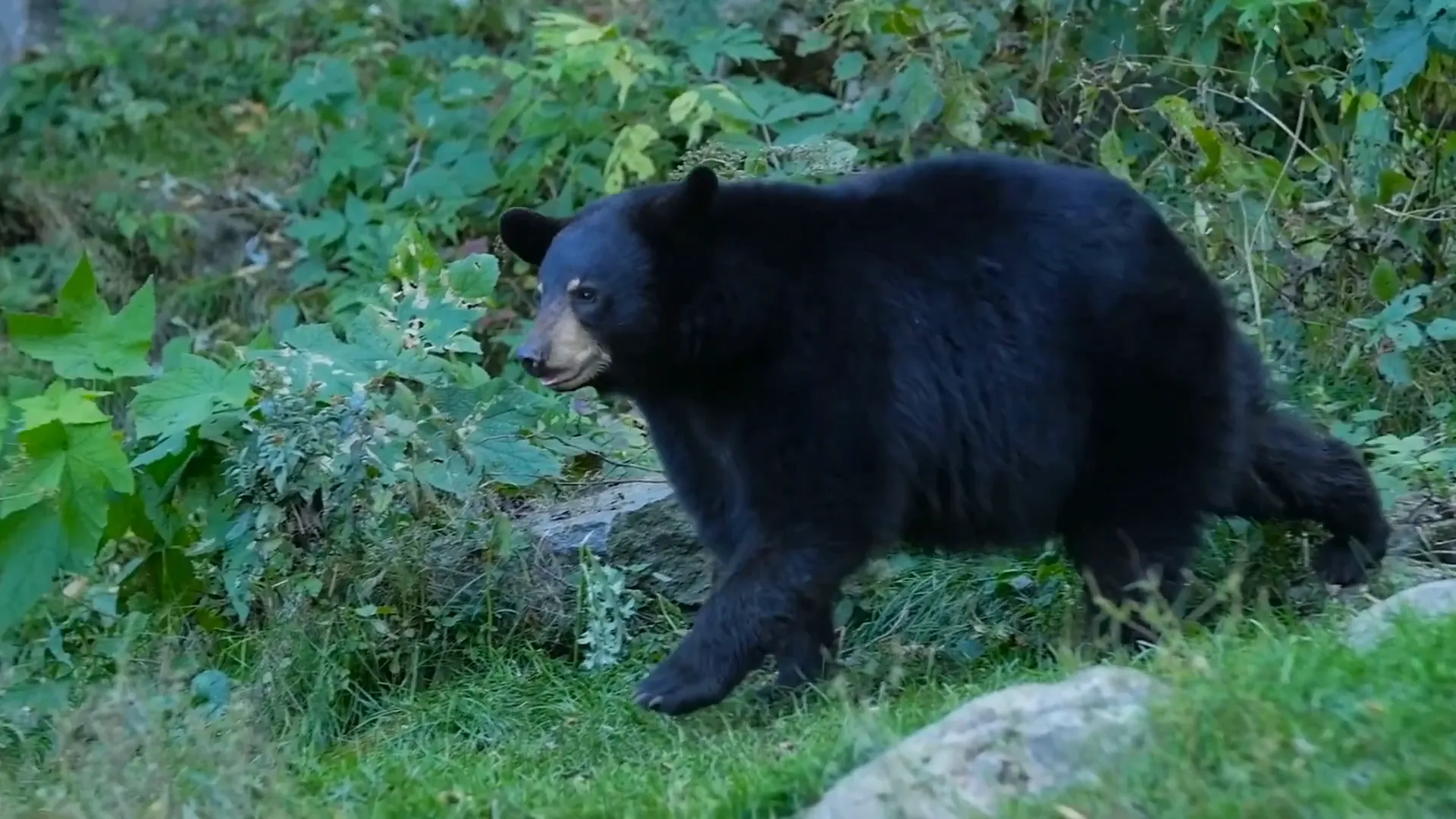 Asheville wildlife