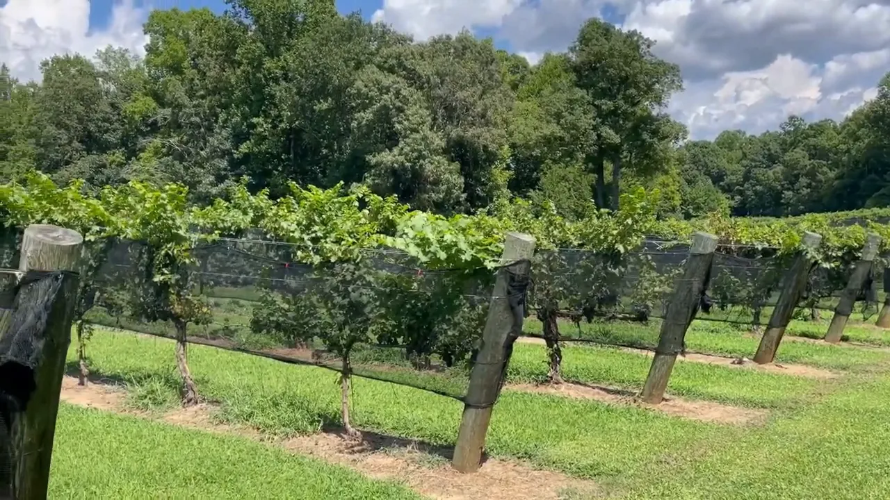 Rows of grapevines across a green vineyard under cloudy skies
