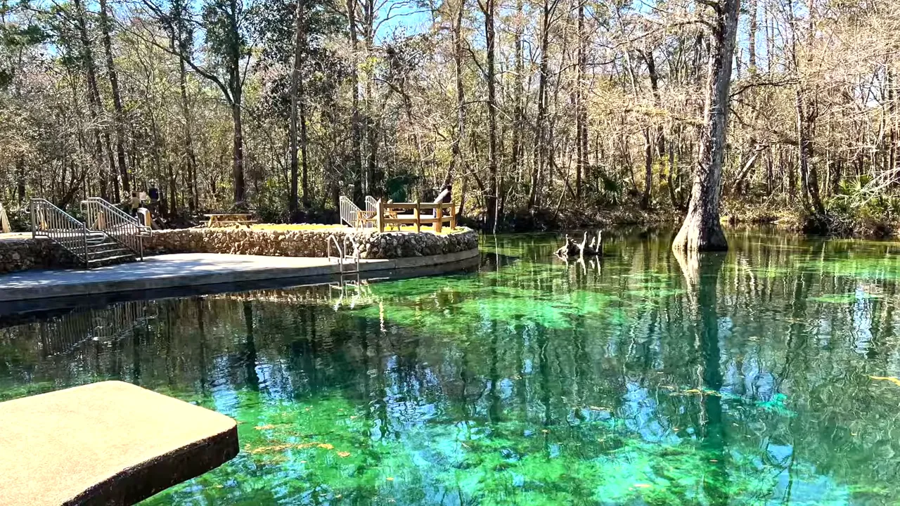 Green, clear Blackwater River water near Milton, Florida with a dock and surrounding trees