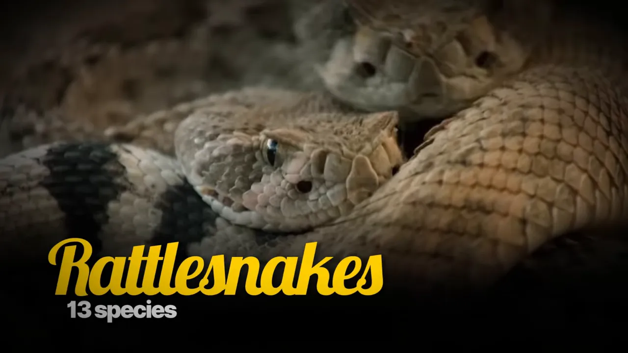 Close view of a rattlesnake with text stating thirteen species