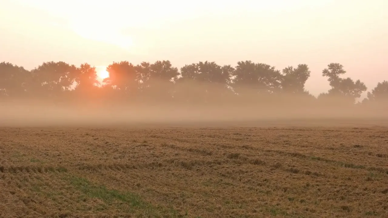 Morning dust and haze rolling across a flat field toward a line of trees on the horizon