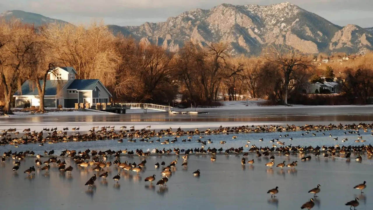 Waneka Lake in Lafayette Colorado with geese on the water and mountain backdrop