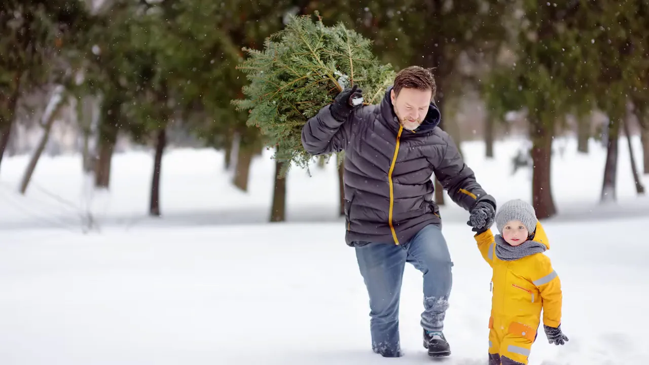 adult carrying a freshly cut tree while walking in snow with a child in a yellow coat
