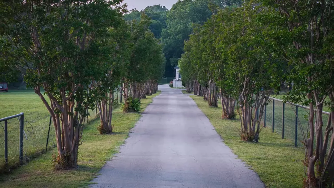 Straight tree-lined driveway flanked by evenly spaced small trees and fences, leading toward a distant home — a clear pastoral scene representing Lucas roads.