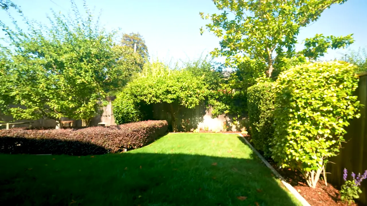 Sunlit small backyard with lawn, trimmed hedges, fence and mature trees in Burlingame Terrace