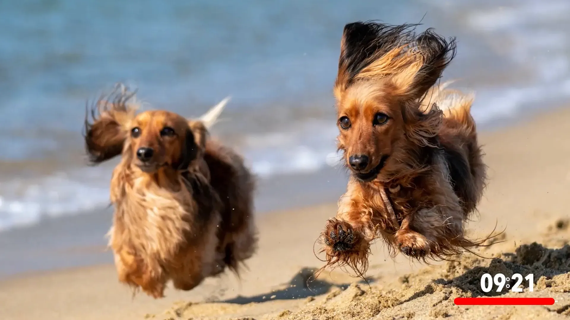 Dog-friendly Beach in Jupiter