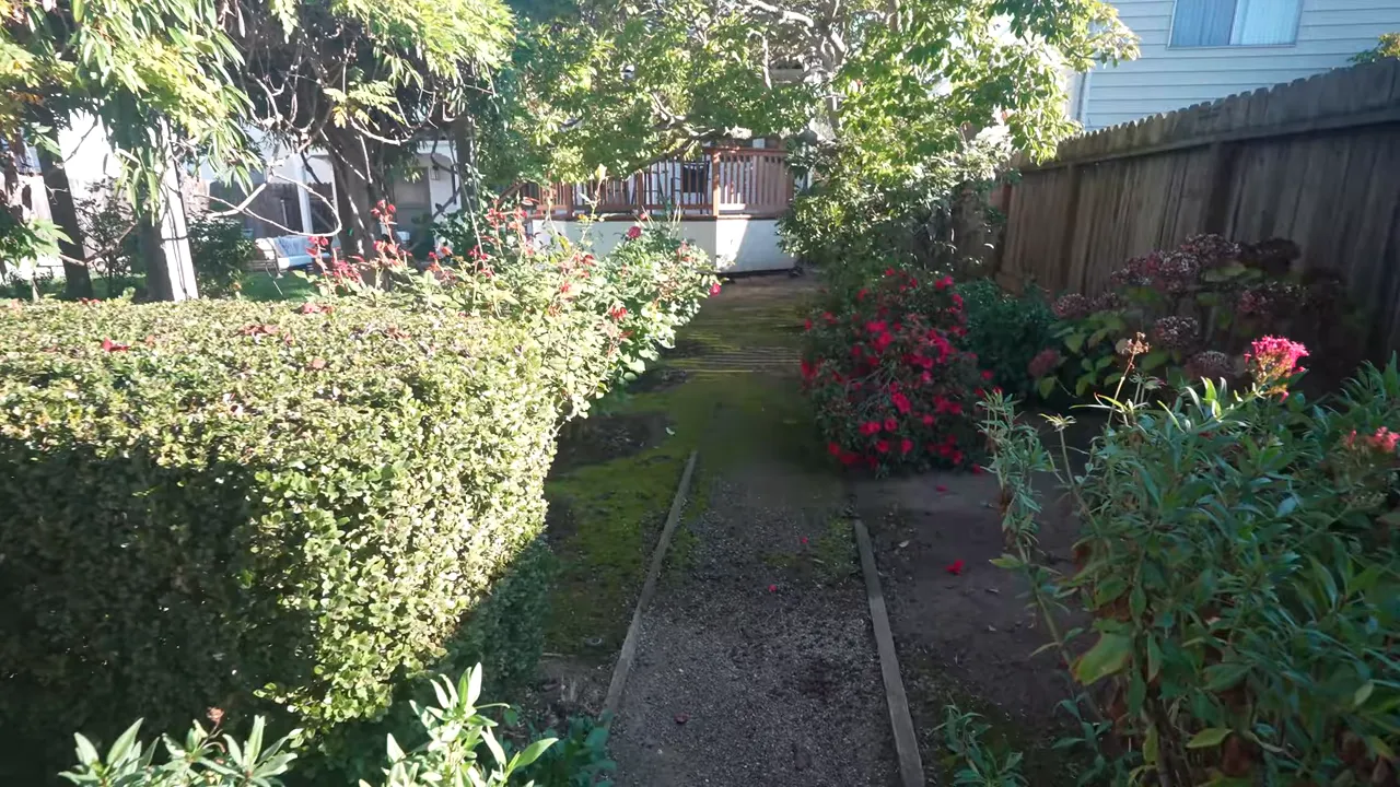 View down a narrow garden path with trimmed hedges, red flowering shrubs and a raised wooden deck at the rear