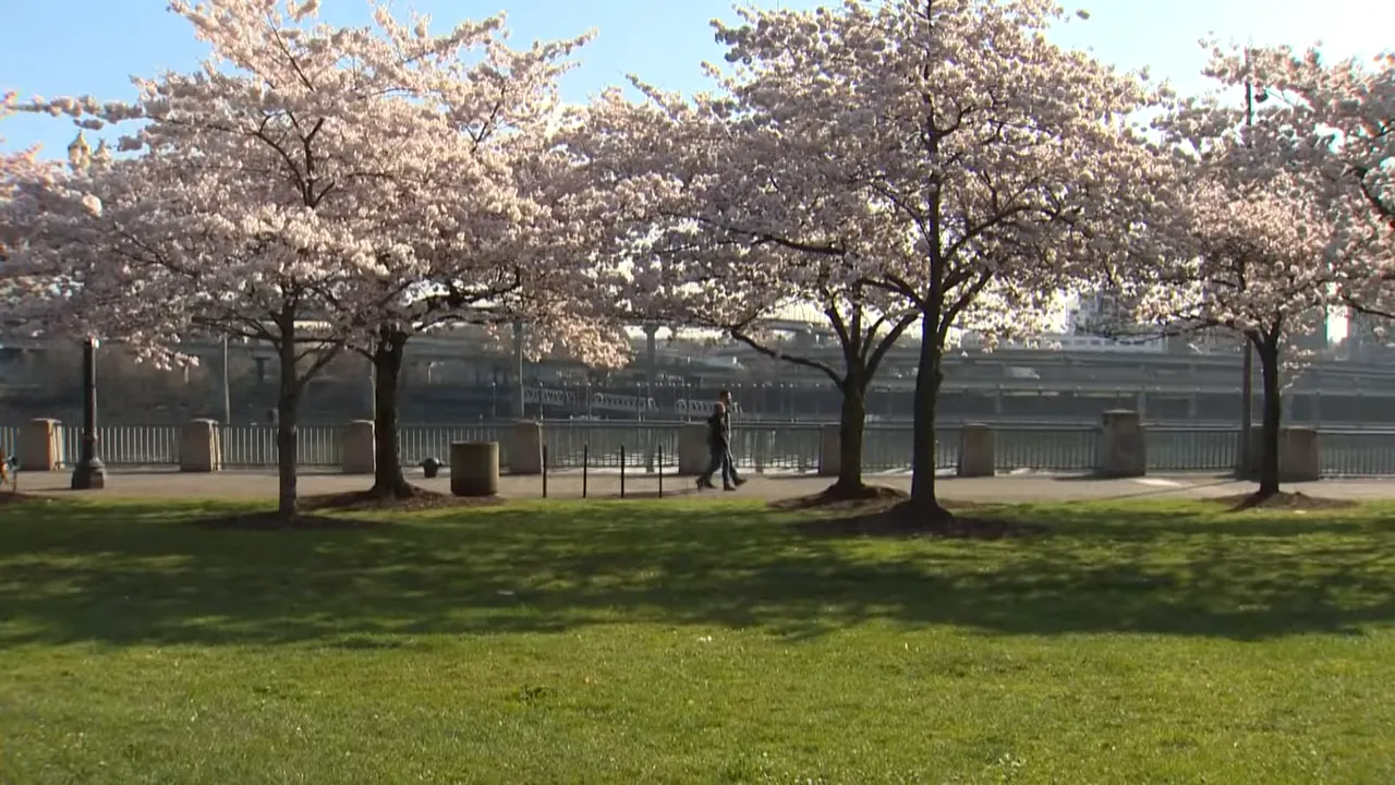 Cherry blossom trees lining a grassy waterfront park with a path and river beyond