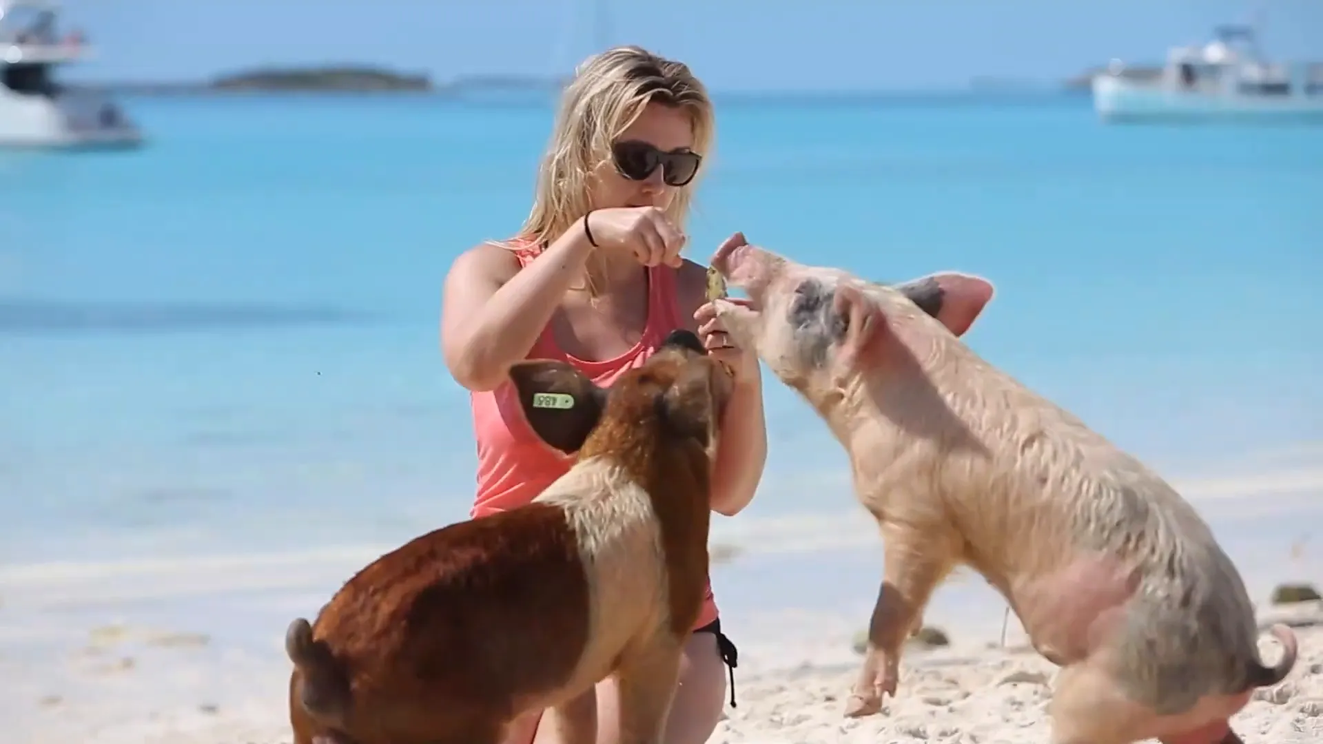 Dogs enjoying the leash-free beach