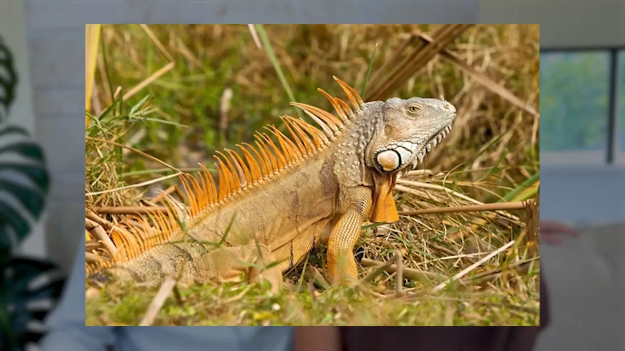 Large iguana standing in grass and dry brush