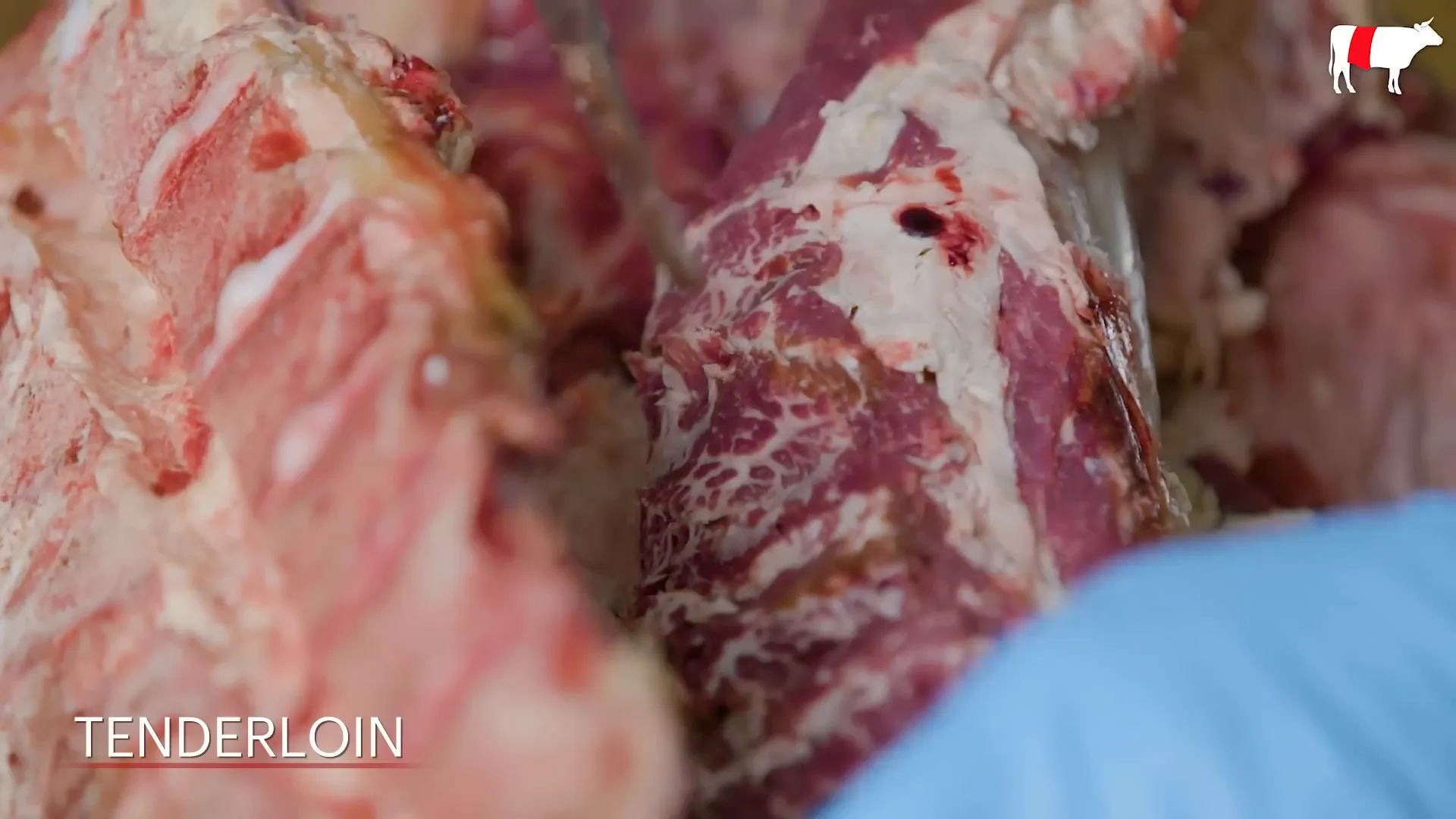 Working on the tenderloin, removing psoas minor muscle