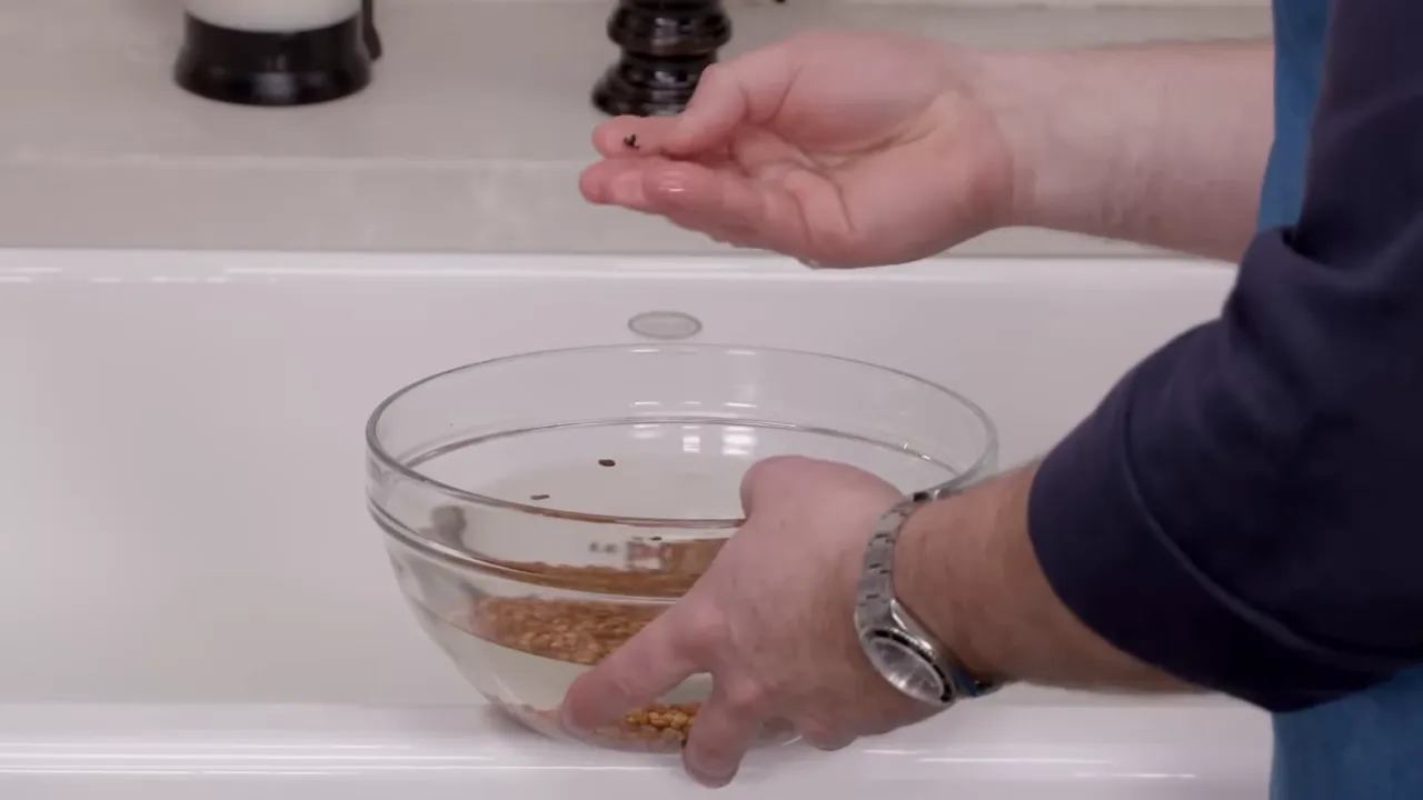 Hand holding a floating 'dead' pea above a glass bowl of Sea Island red peas and water at the sink