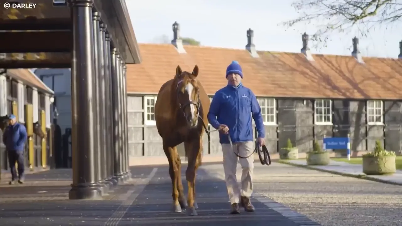 Handler walking a chestnut thoroughbred horse along a stable walkway