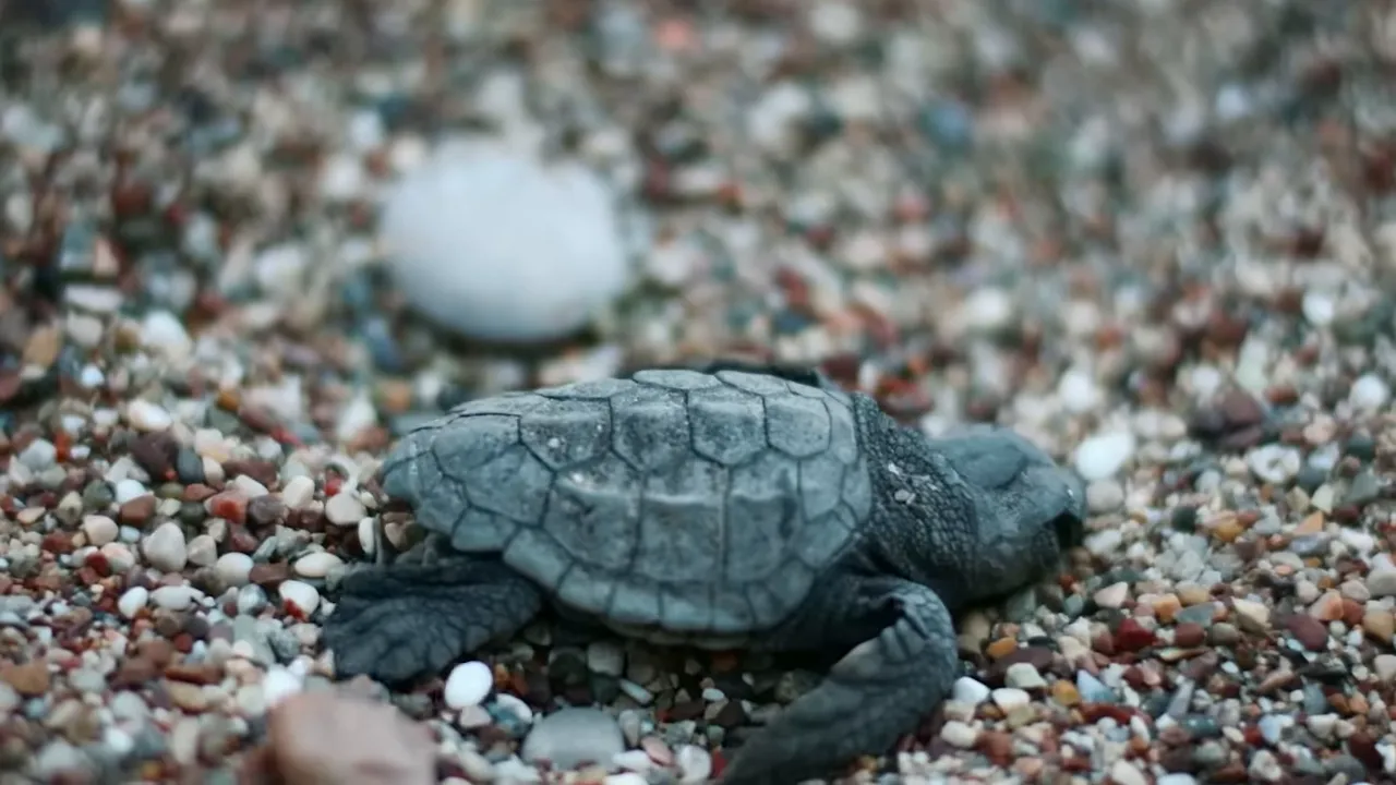 Close-up of a newborn sea turtle hatchling crawling across pebbly sand at Patara.