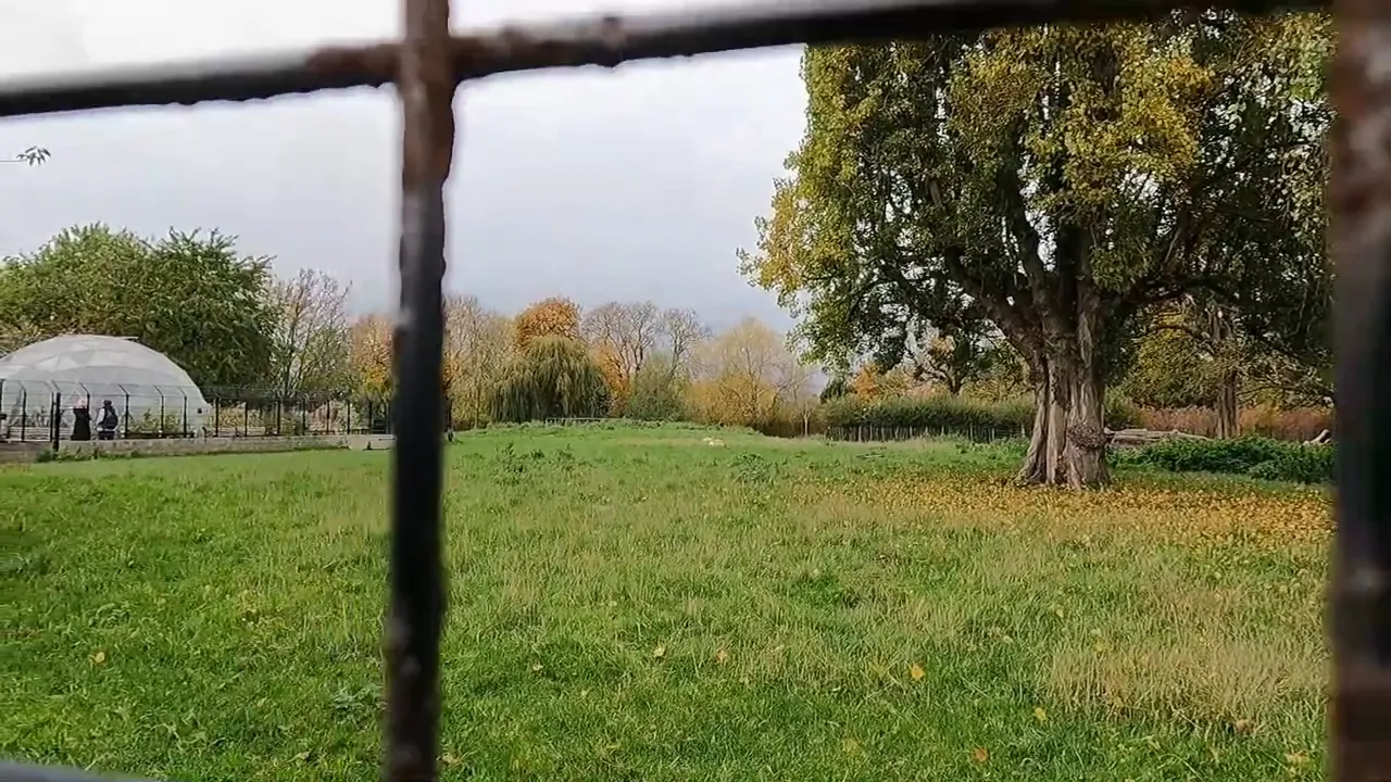 Clissold Park geniş &ccedil;imenlik, b&uuml;y&uuml;k ağa&ccedil; ve uzaktaki kubbe yapı
