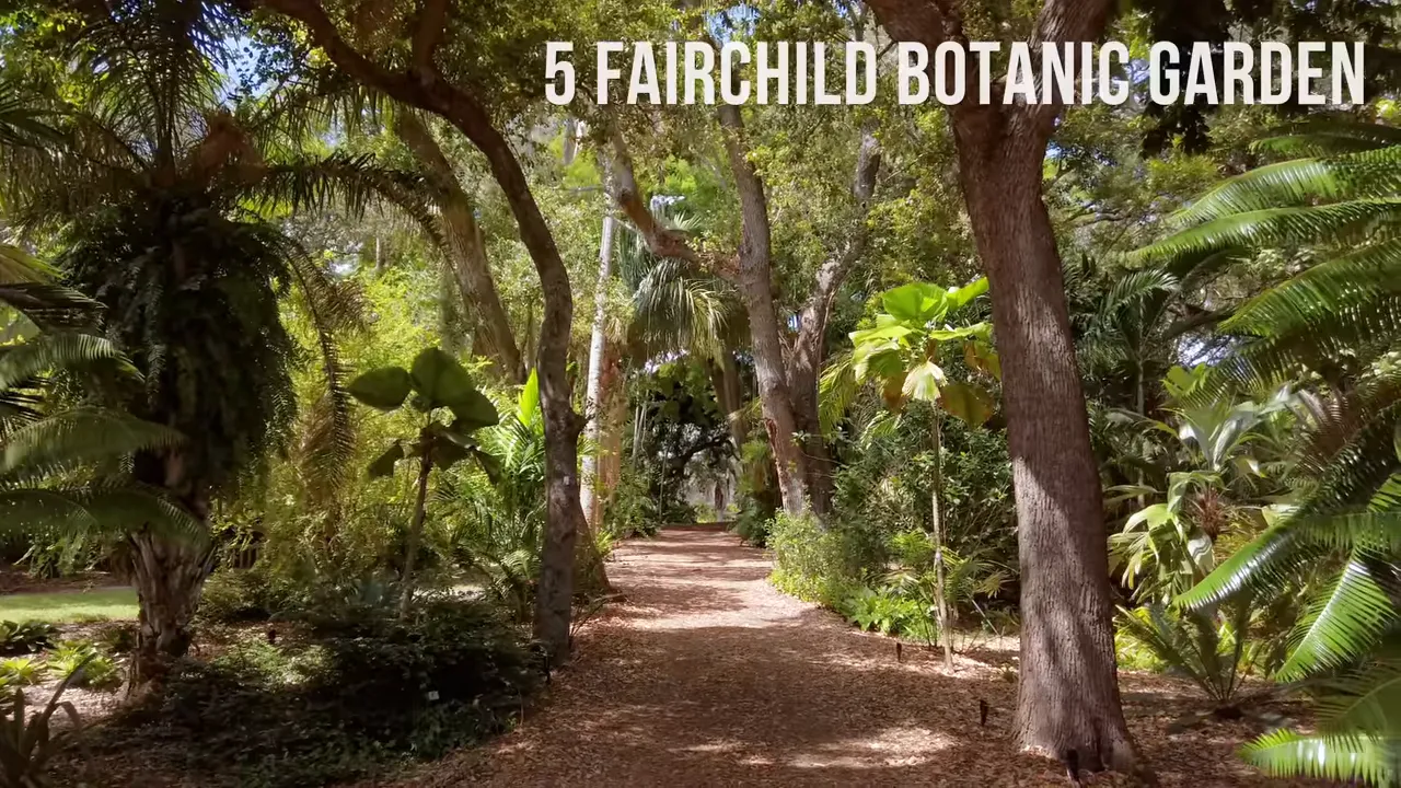 Shaded tree-lined path through lush tropical plantings at Fairchild Tropical Botanic Garden
