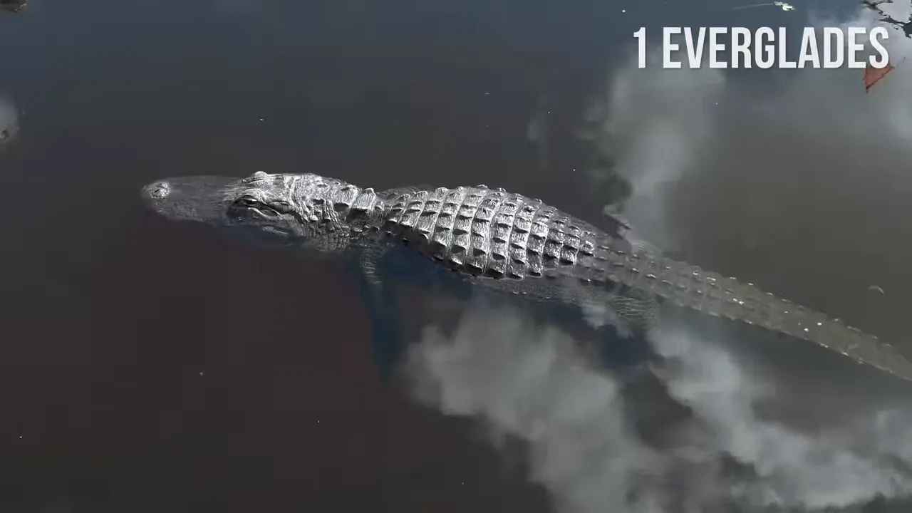 Close-up of an alligator swimming at the water surface in the Everglades