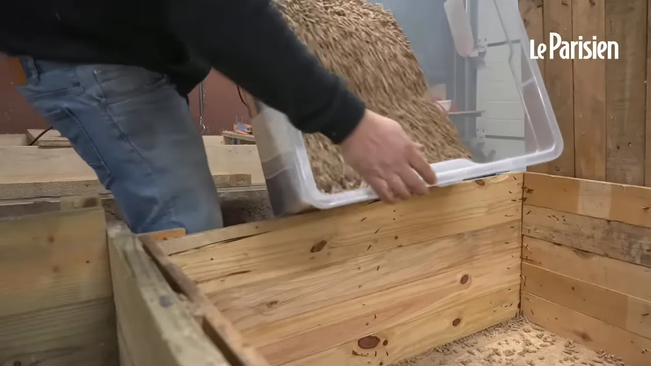 Versement de sciure et de granulés dans un bac en bois