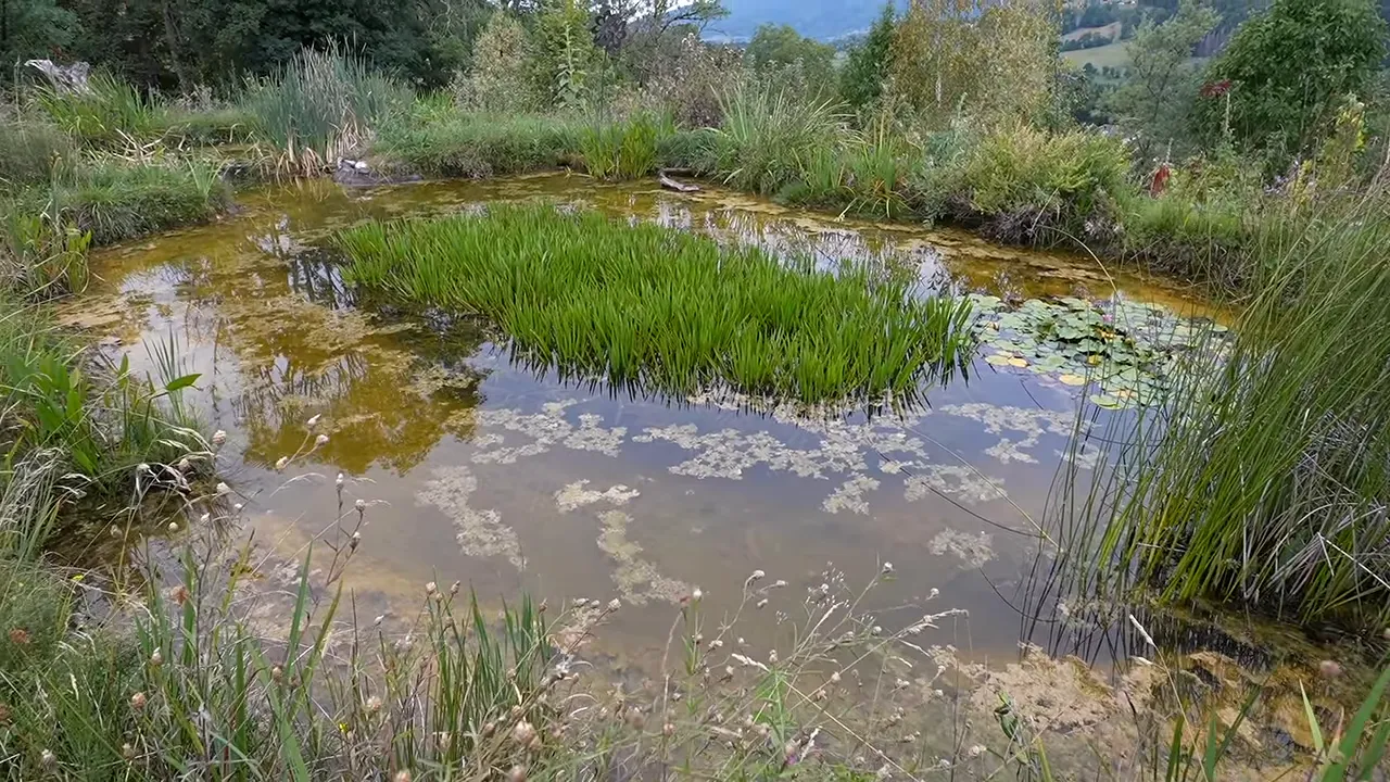 Grande mare végétalisée avec roseaux et îlot de plantes aquatiques
