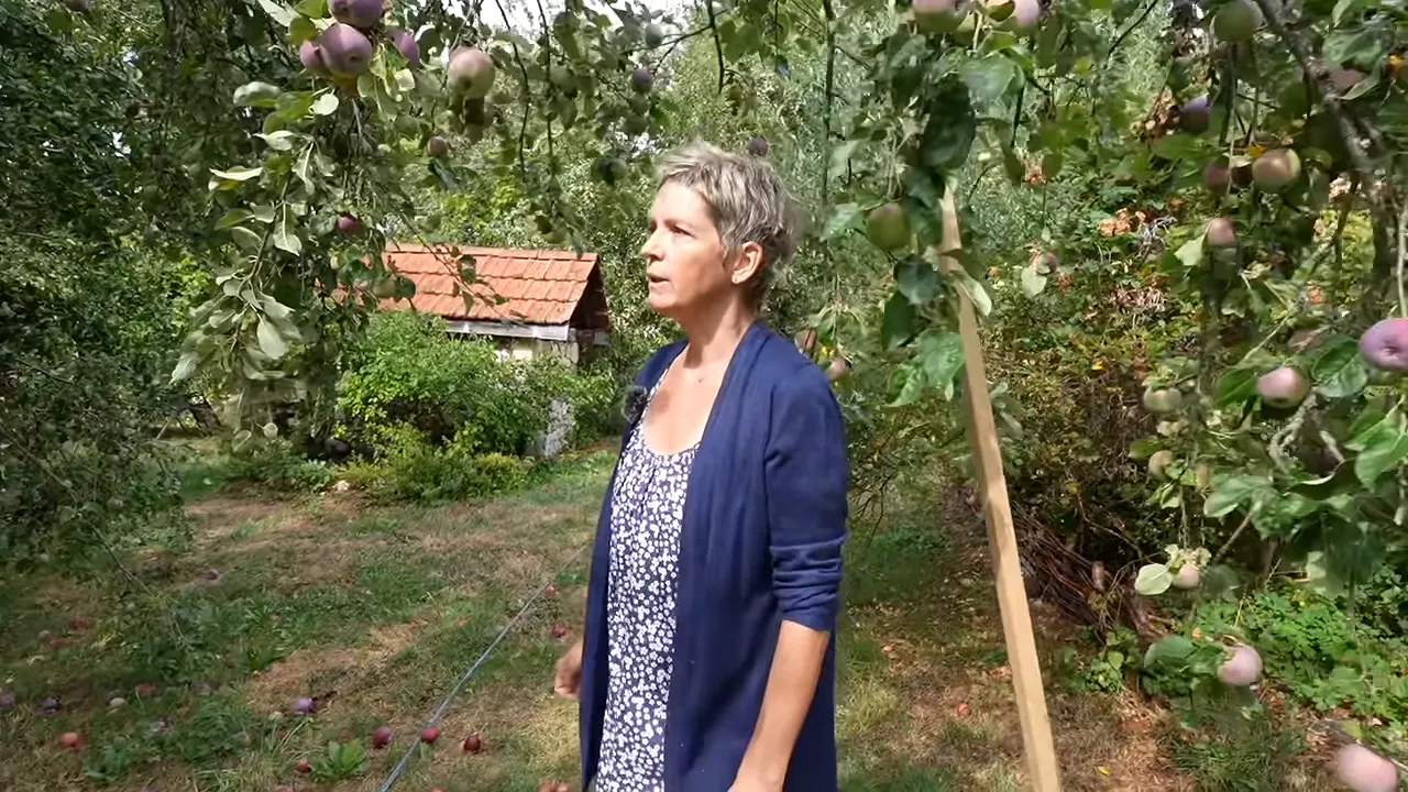 Pommier très chargé de pommes rouges dans le verger