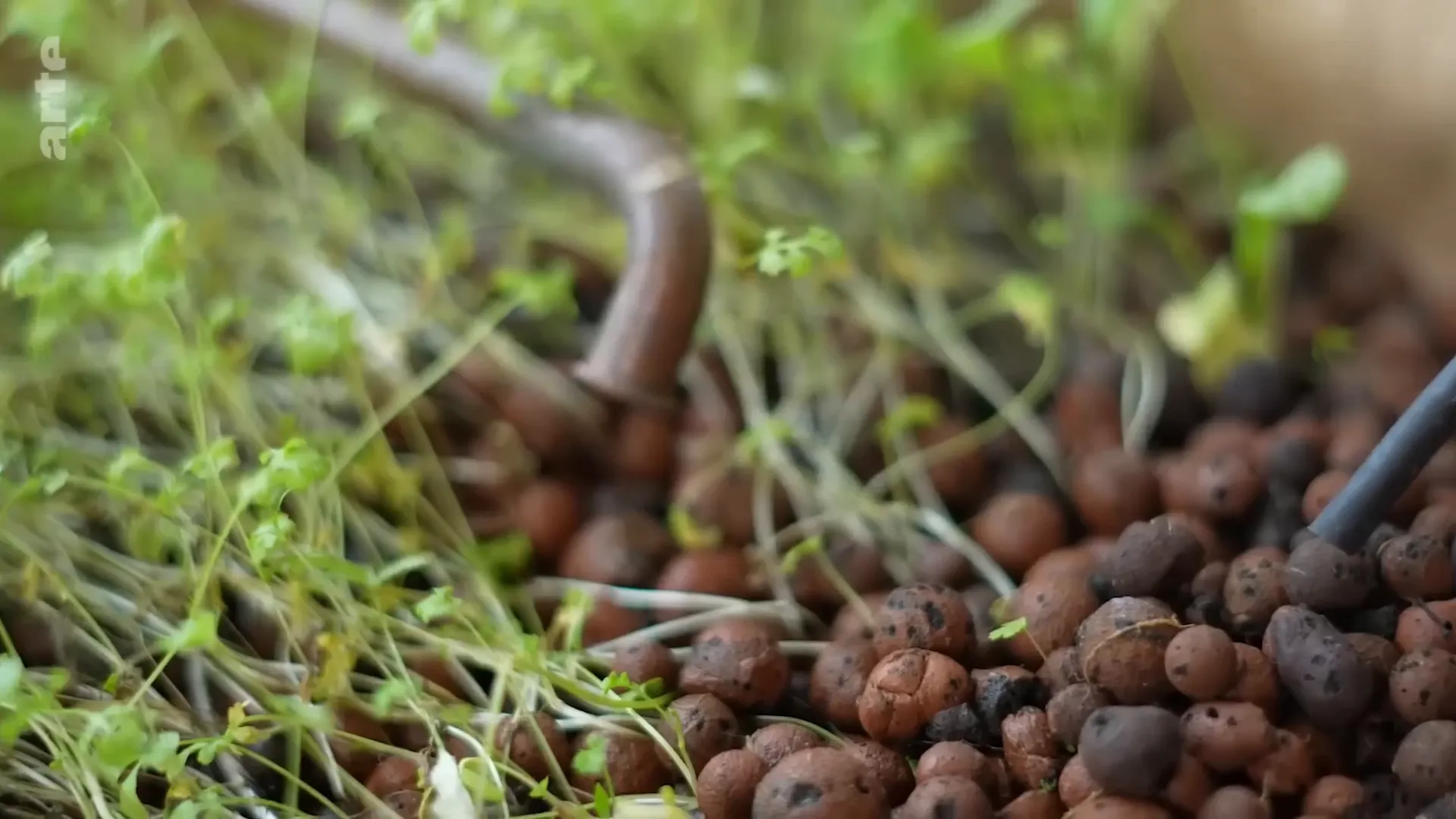 Système de bioponie avec plantes comestibles