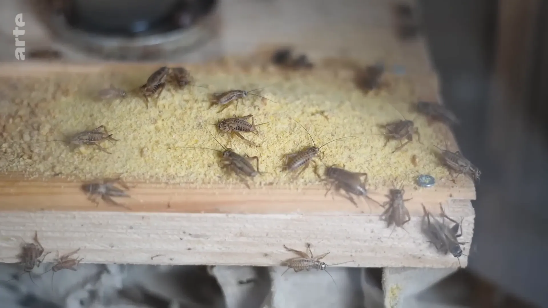 Élevage de grillons dans l'appartement