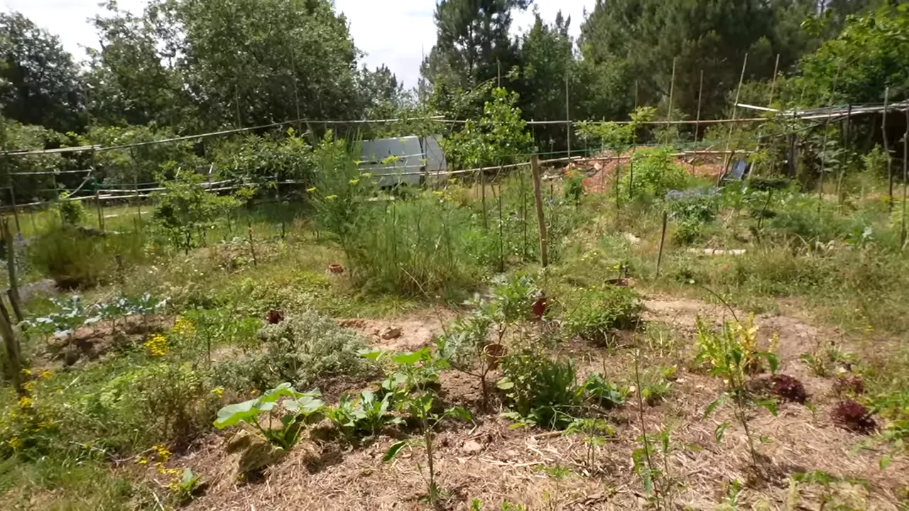 Grand potager diversifié avec planches cultivées, tuteurs et serre au fond