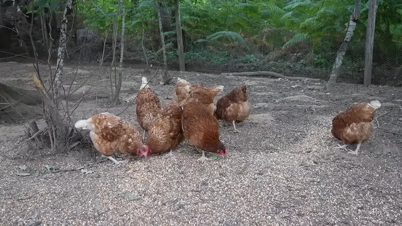 Groupe de poules brunes picorant sur un sol couvert de copeaux