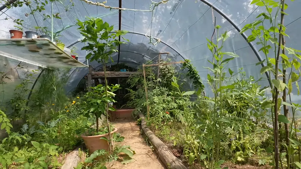 Intérieur de serre avec allée centrale, tomates, plantes potagères et pots
