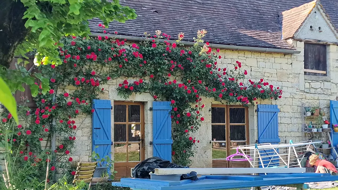 Rosier fleuri sur la façade en pierre autour des ouvertures aux volets bleus