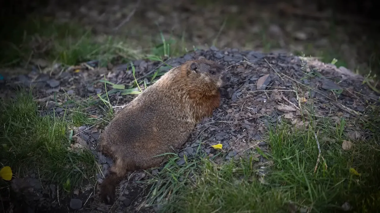 Groundhog at Circuit Gilles Villeneuve in Montreal near grass and rocks