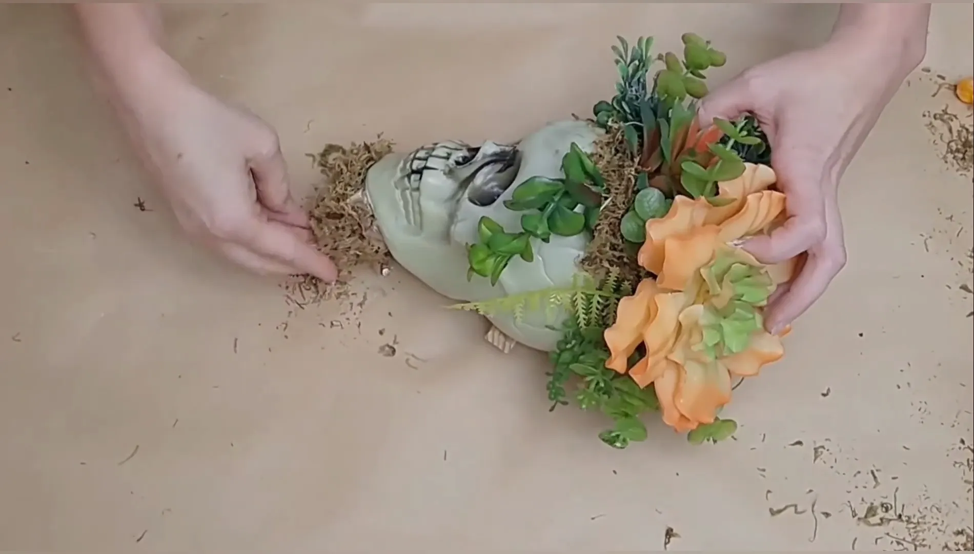 Adding moss around the succulents.