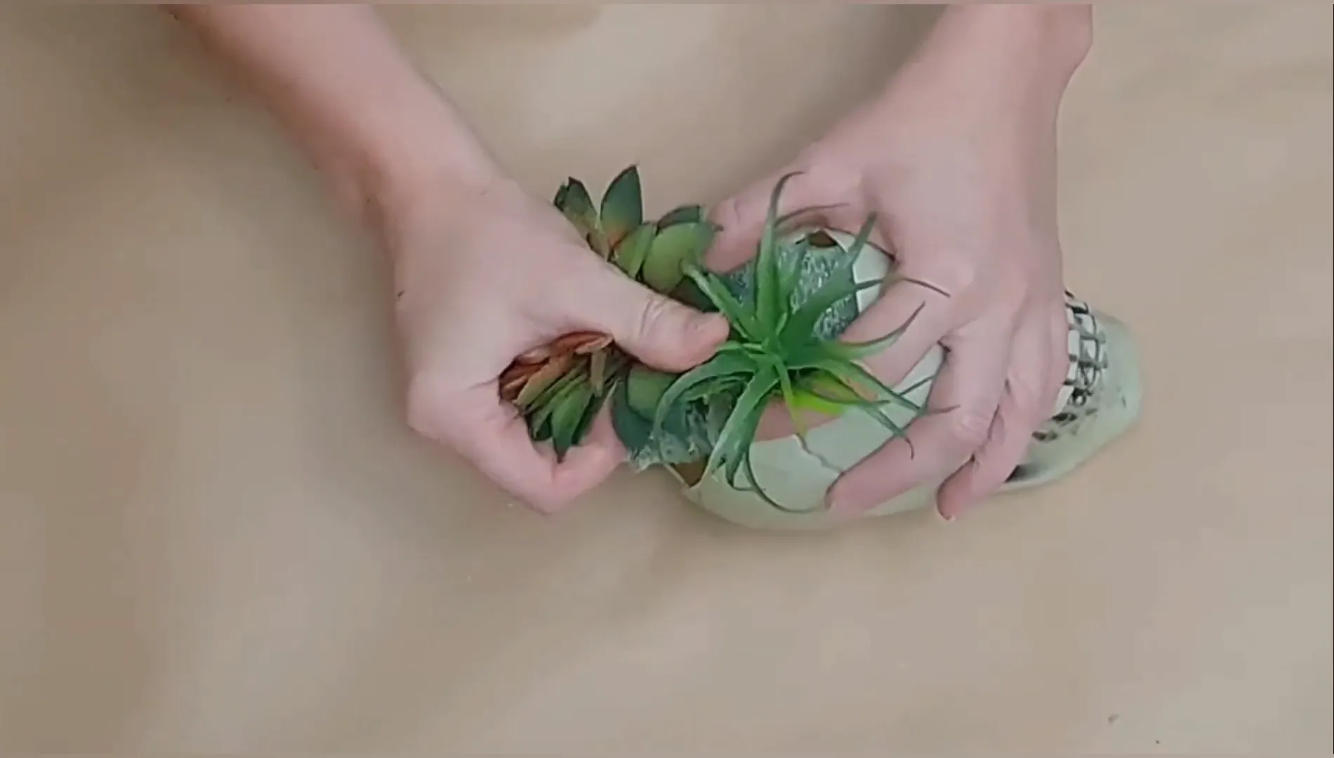 Arranging succulents inside the skull.