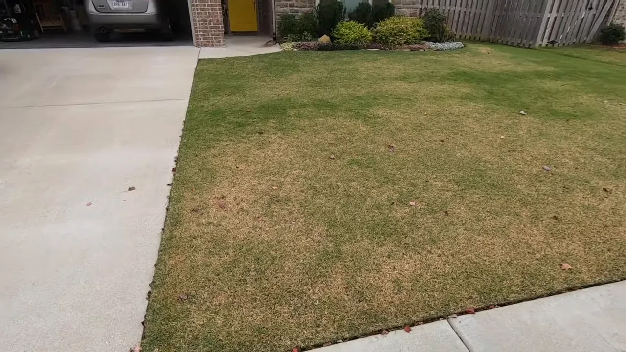 close-up of dormant bermudagrass lawn with scattered leaves at the driveway edge