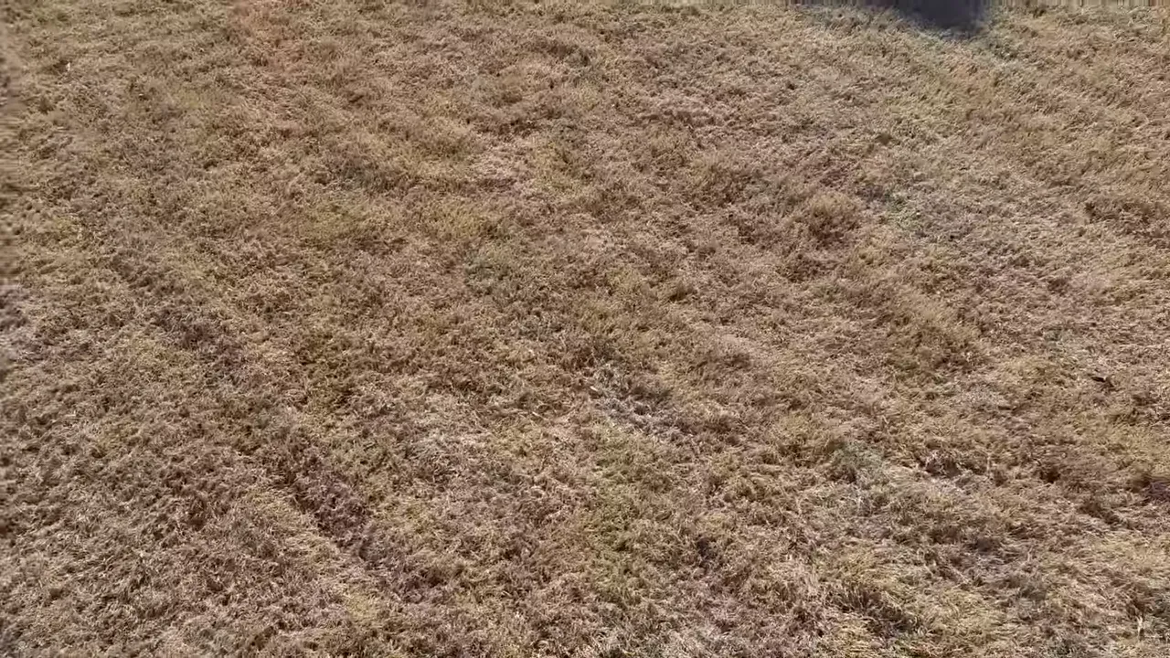 close-up of brown dormant bermudagrass turf with matted blades and subtle striping patterns