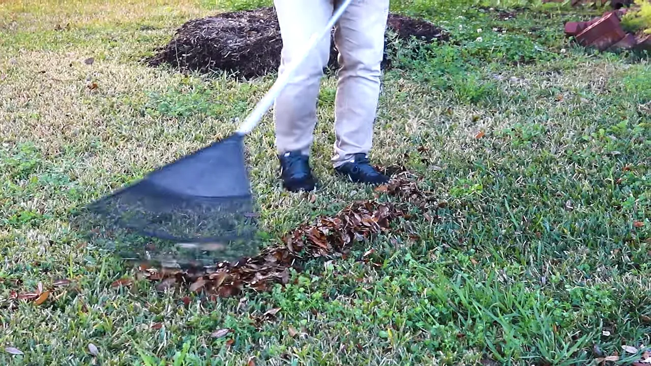 Raking leaves as part of winter lawn cleanup