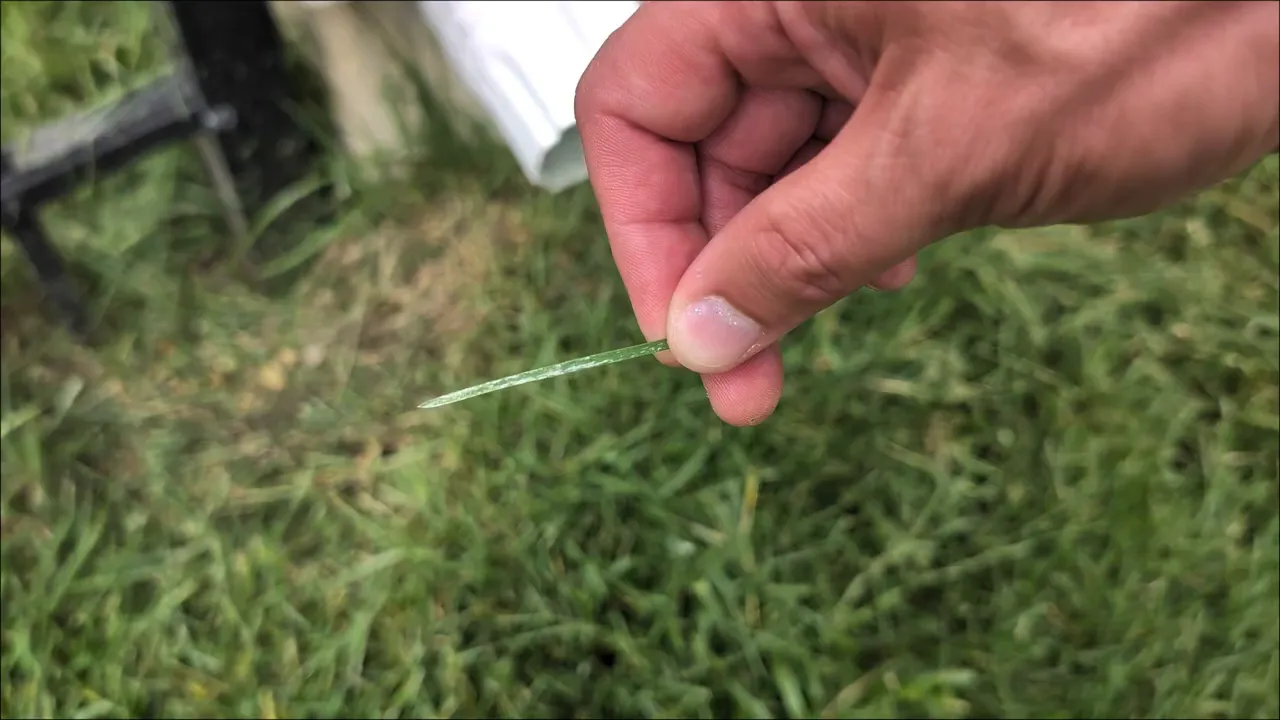 Hand holding a discolored grass blade to check for early lawn disease symptoms in a Madison CT yard