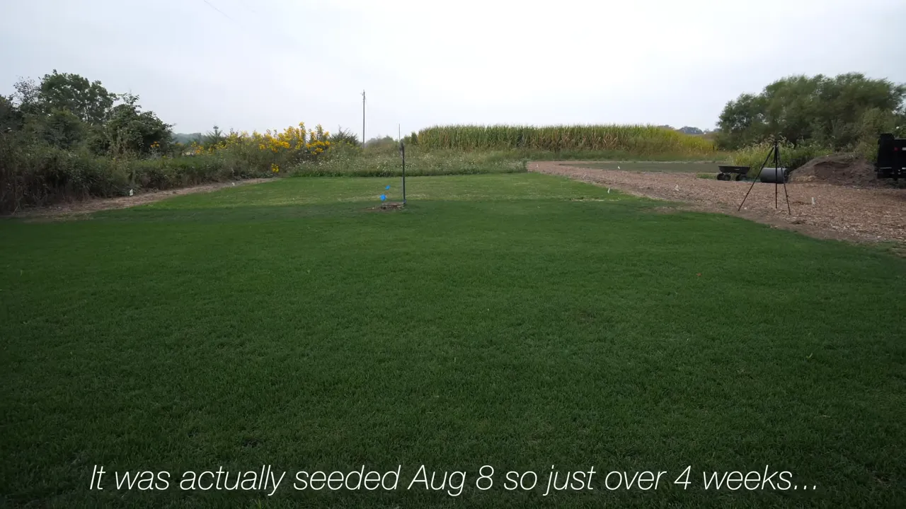 Dense newly seeded green lawn with a sprinkler in the background